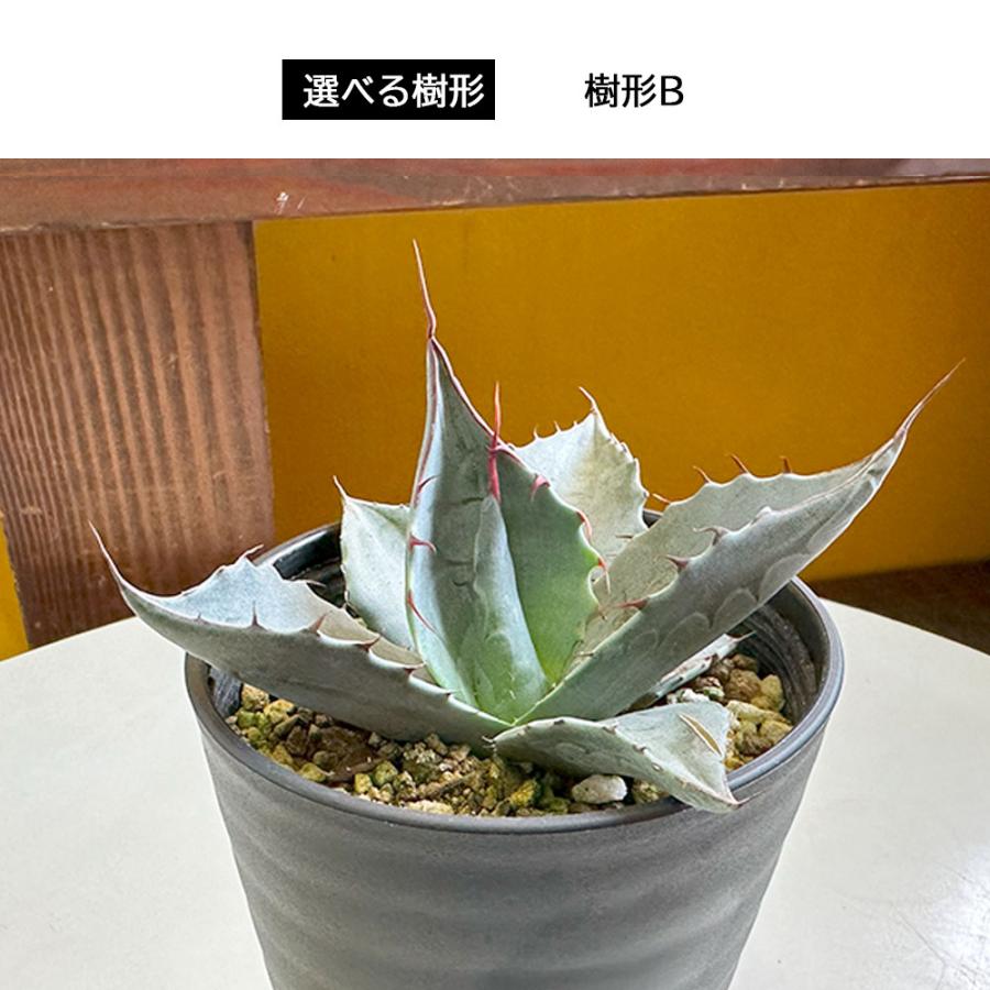 観葉植物 おしゃれ 室内 アガベ パラサナ 選べる樹形 現品 3.5号 黒