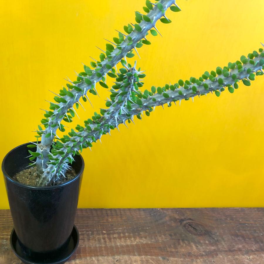 観葉植物 おしゃれ 希少品種 アローディア プロセラ 4号 現品 黒