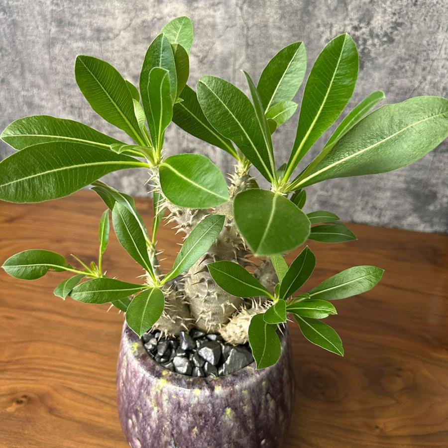 希少品種 観葉植物 お中元 パキポディウム 恵比寿大黒 5号 現品 ミニ