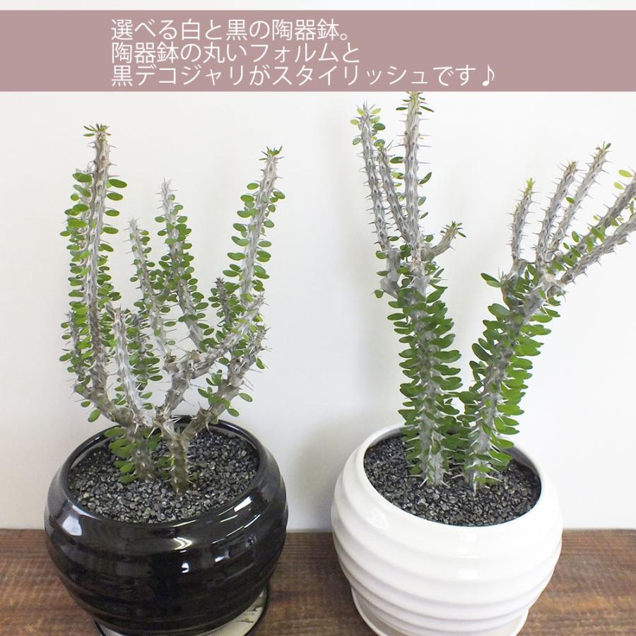 観葉植物 アローディア 8号 丸陶器鉢 受皿付 黒デコジャリ 多肉植物 おしゃれ お祝い プレゼント 風水 選べる種類 なデザイン 鉢植え お中元｜okabegreen｜03