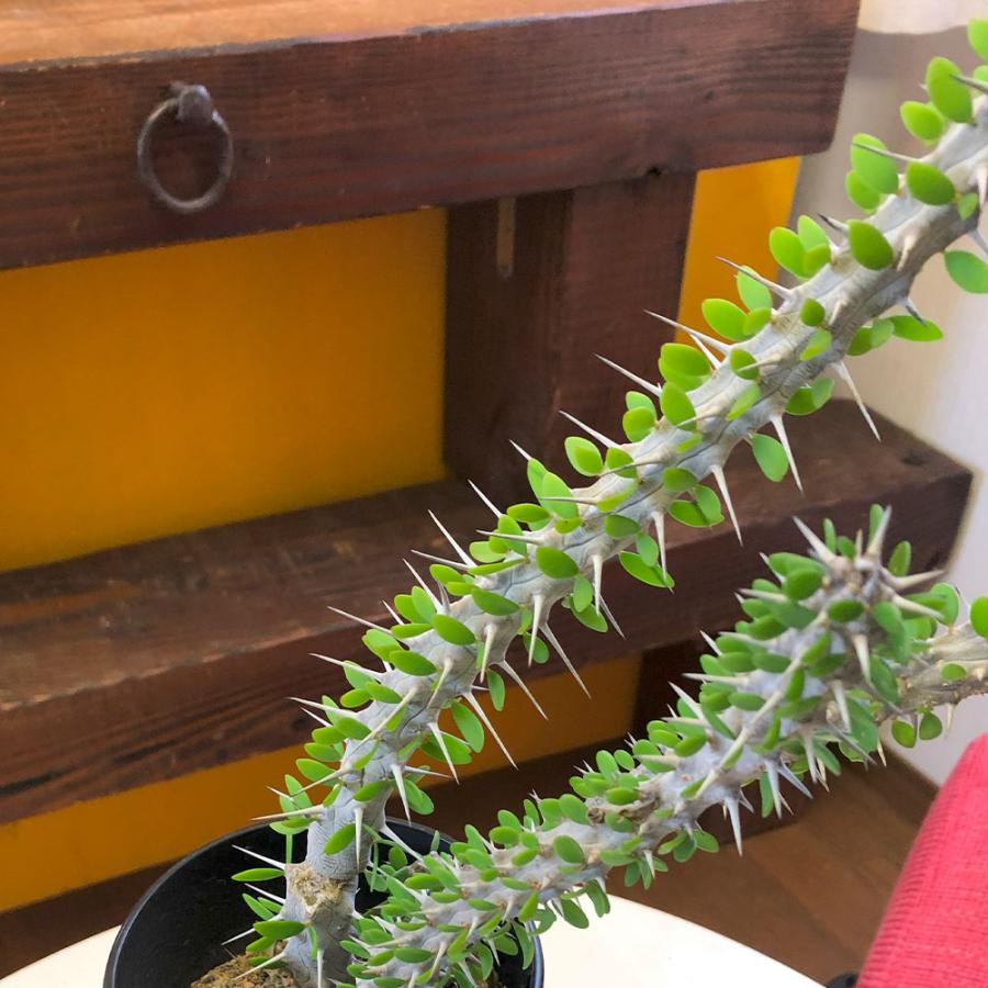 観葉植物 おしゃれ 希少品種 アローディア プロセラ 4号 現品 黒