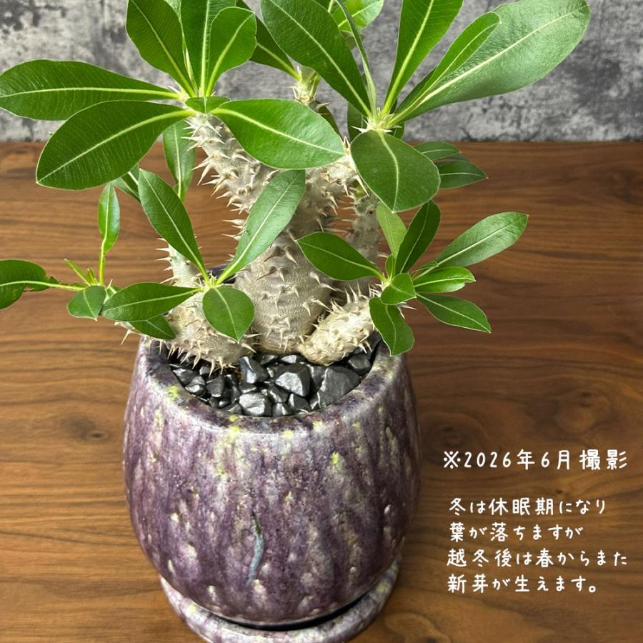 希少品種 観葉植物 お中元 パキポディウム 恵比寿大黒 5号 現品 ミニ