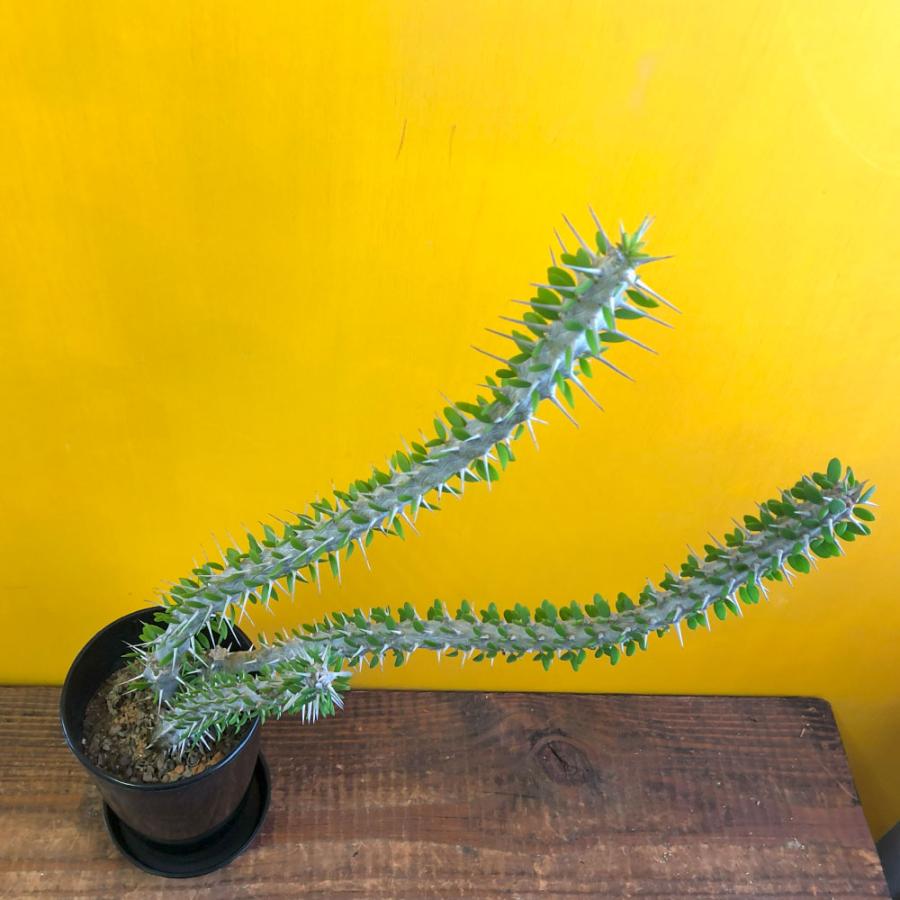 観葉植物 おしゃれ 希少品種 アローディア プロセラ 4号 現品 黒