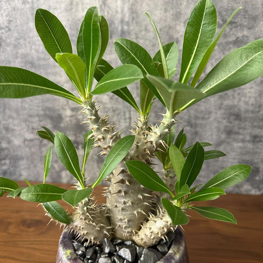 希少品種 観葉植物 お中元 パキポディウム 恵比寿大黒 5号 現品 ミニ
