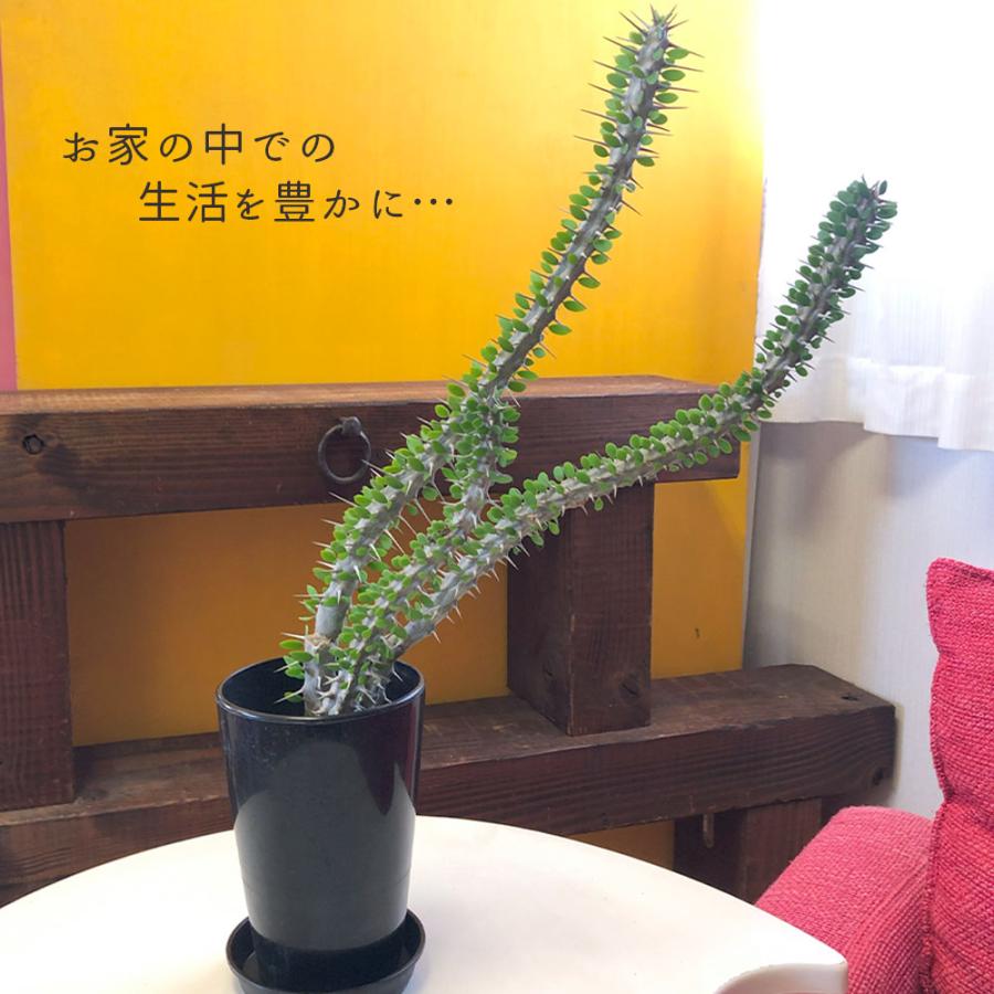 観葉植物 おしゃれ 希少品種 アローディア プロセラ 4号 現品 黒