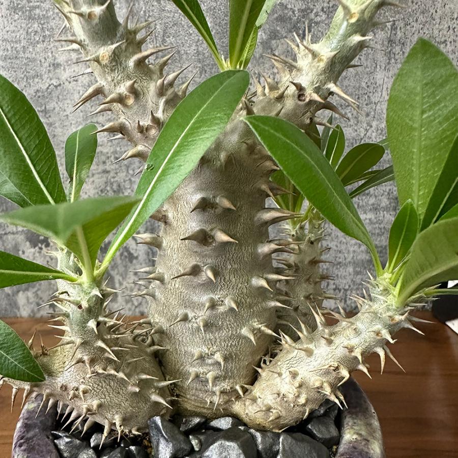 希少品種 観葉植物 お中元 パキポディウム 恵比寿大黒 5号 現品 ミニ