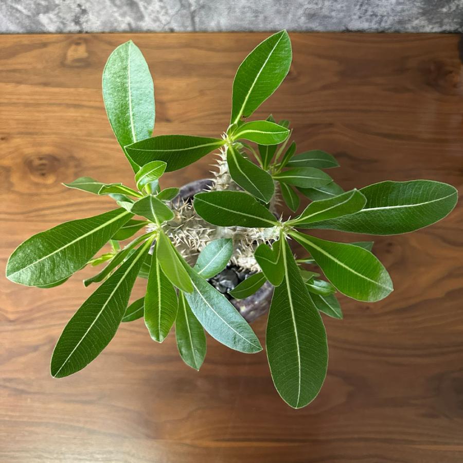 希少品種 観葉植物 パキポディウム 恵比寿大黒 4号 現品 ミニ デザイン