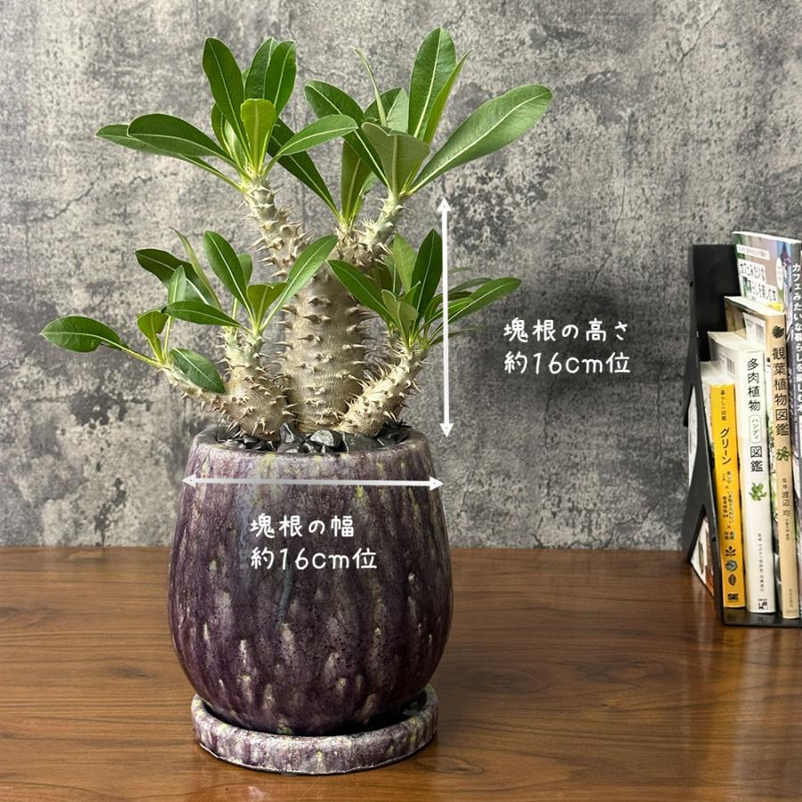 希少品種 観葉植物 お中元 パキポディウム 恵比寿大黒 5号 現品 ミニ