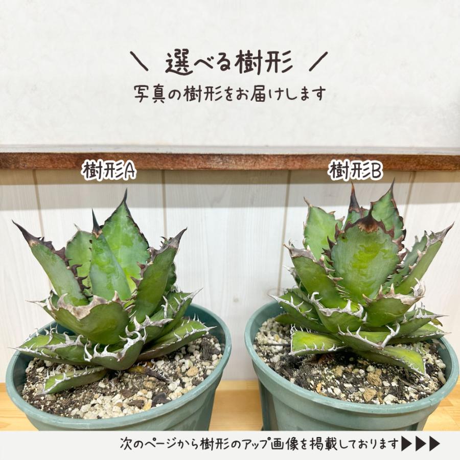観葉植物 お中元 アガベ チタノタ レッド キャットウィーズル 5号 現品