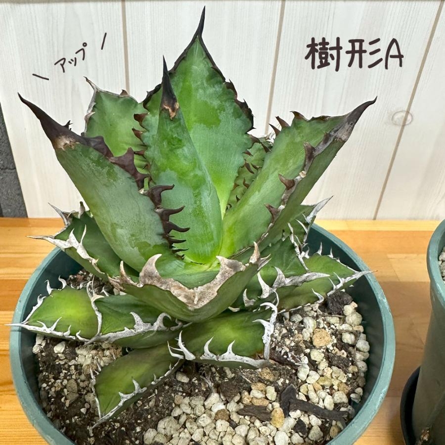 観葉植物 お中元 アガベ チタノタ レッド キャットウィーズル 5号 現品