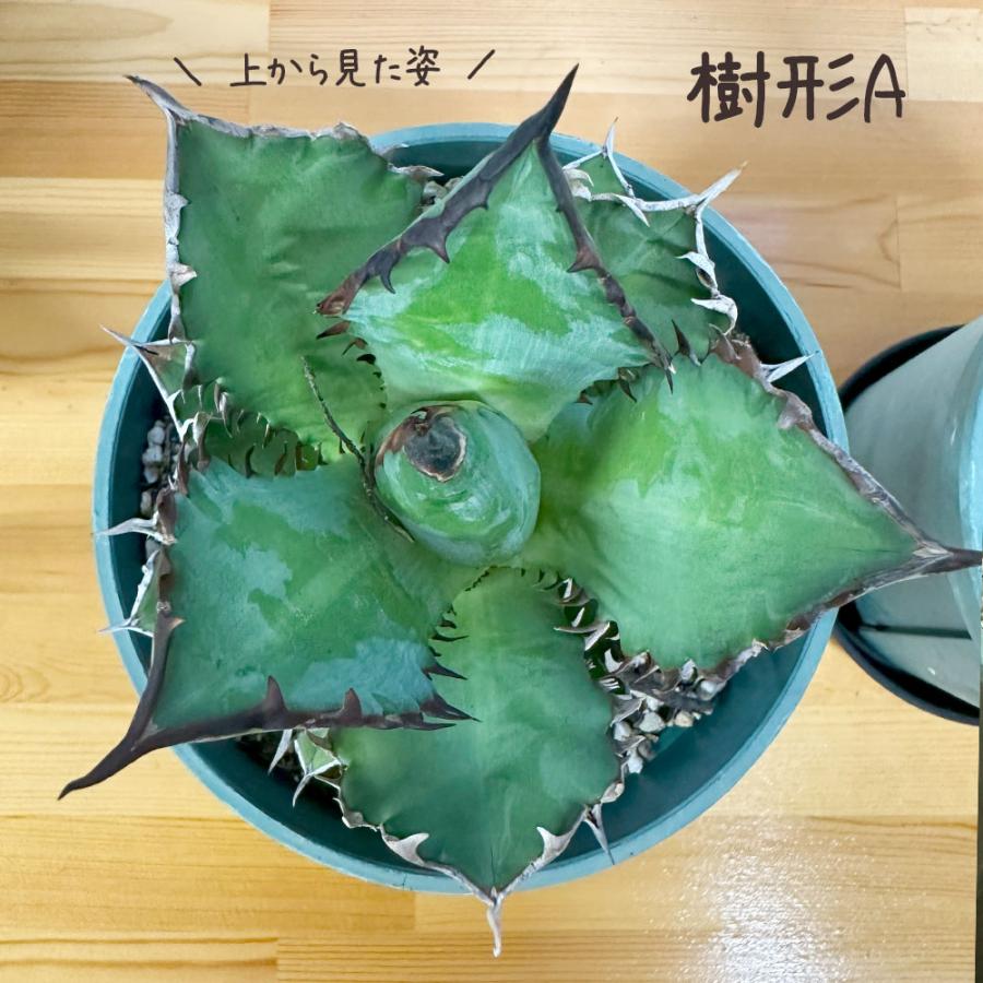 観葉植物 お中元 アガベ チタノタ レッド キャットウィーズル 5号 現品