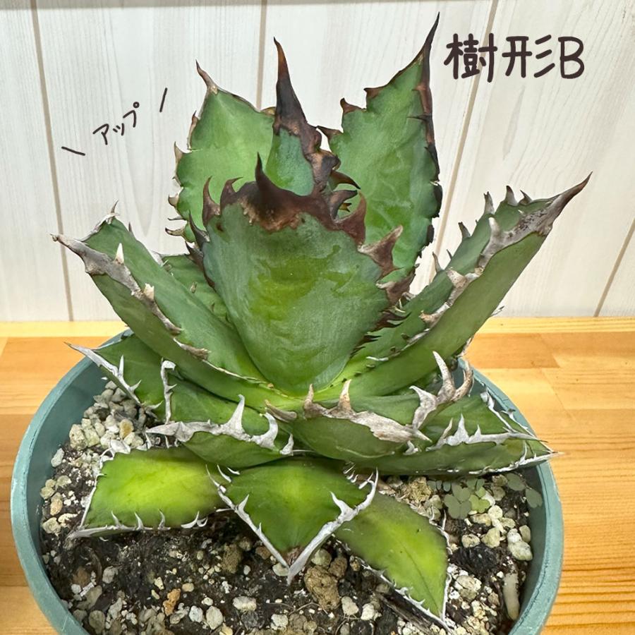 観葉植物 お中元 アガベ チタノタ レッド キャットウィーズル 5号 現品