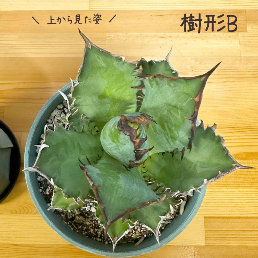 観葉植物 お中元 アガベ チタノタ レッド キャットウィーズル 5号 現品