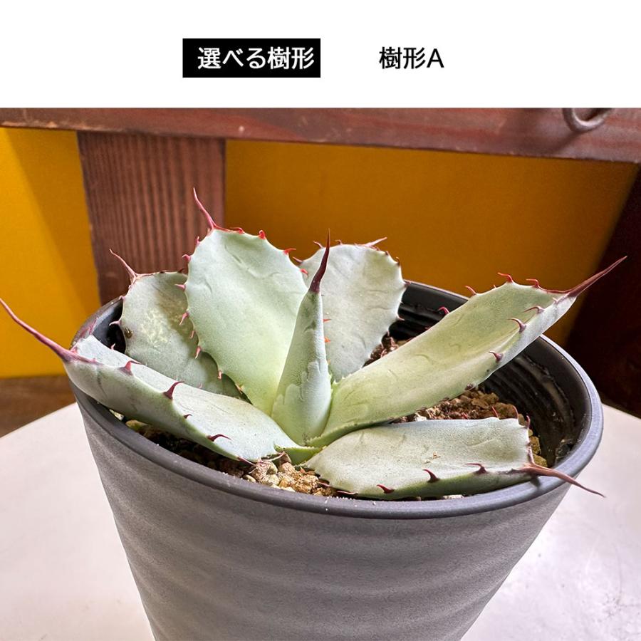 観葉植物 おしゃれ 室内 アガベ パリー トルンカ−タ 選べる樹形 現品