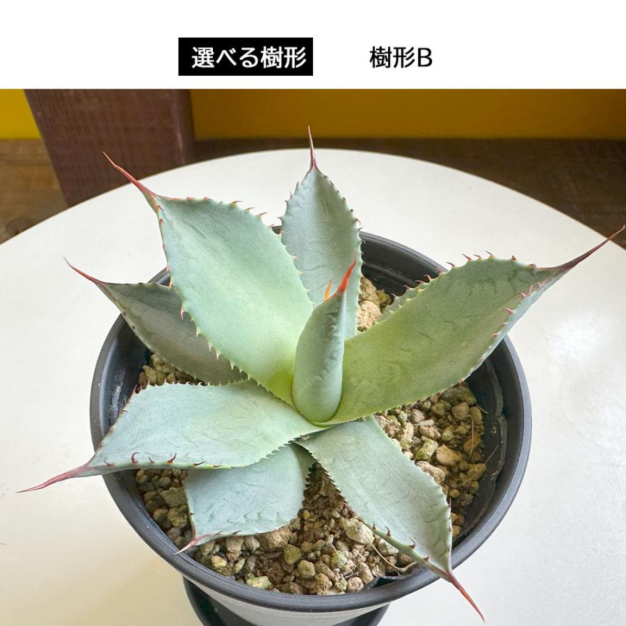 観葉植物 おしゃれ 室内 アガベ パリー トルンカ−タ 選べる樹形 現品