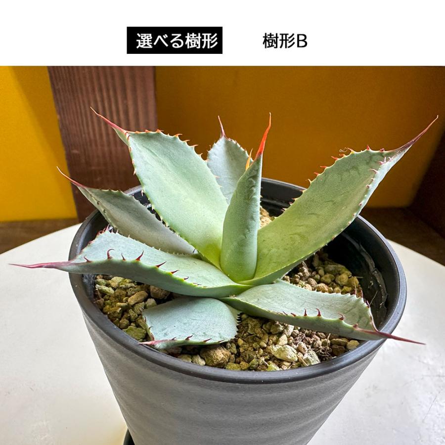 観葉植物 お中元 おしゃれ 室内 アガベ パリー トルンカ−タ 選べる樹