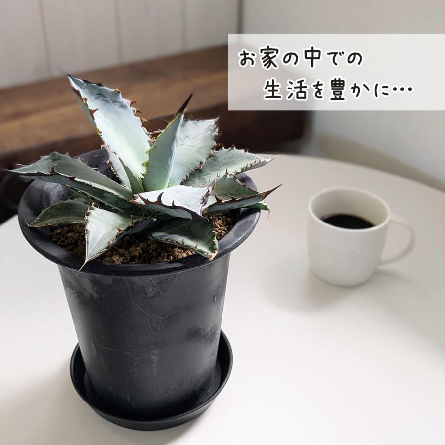 観葉植物 アガベ チタノタ 5号 現品 ティタノタ 黒プラスチック鉢