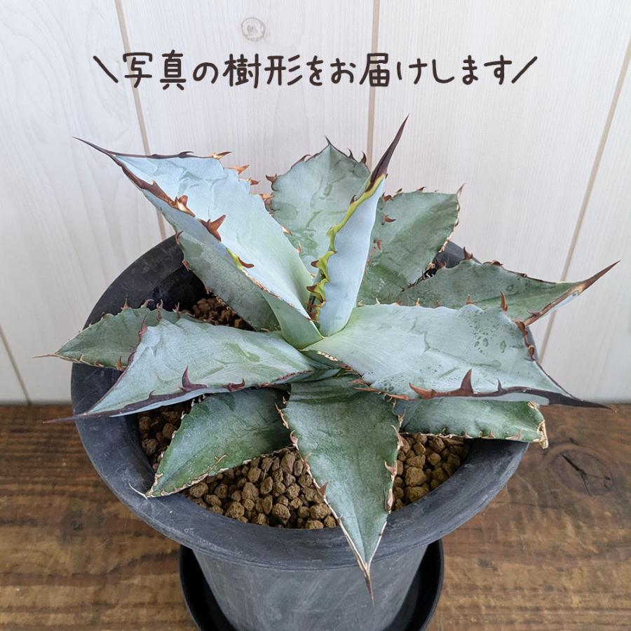観葉植物 アガベ チタノタ 5号 現品 ティタノタ 黒プラスチック鉢