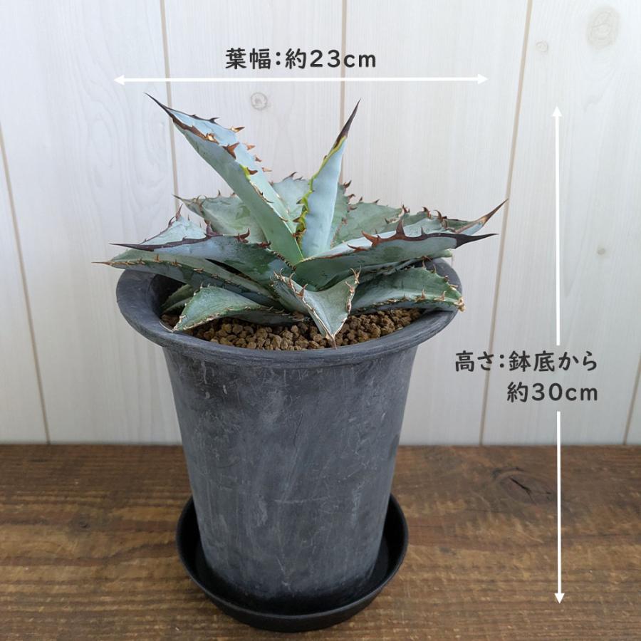 観葉植物 アガベ チタノタ 5号 現品 ティタノタ 黒プラスチック鉢