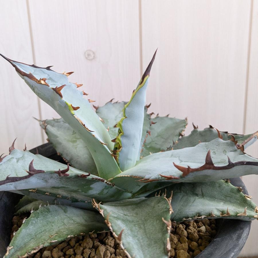 観葉植物 アガベ チタノタ 5号 現品 ティタノタ 黒プラスチック鉢