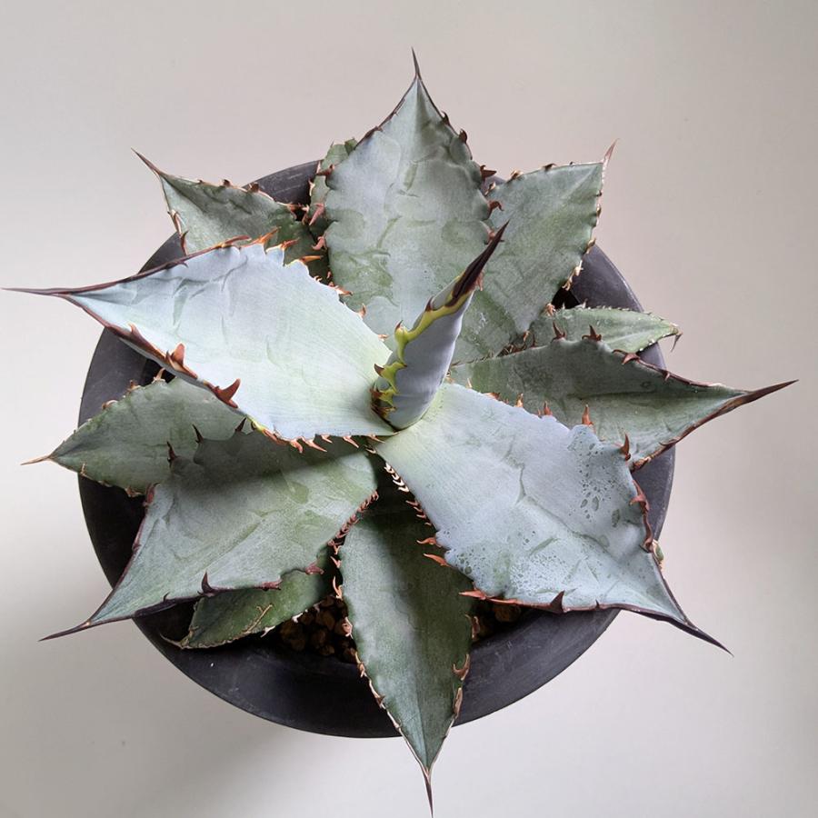 観葉植物 アガベ チタノタ 5号 現品 ティタノタ 黒プラスチック鉢