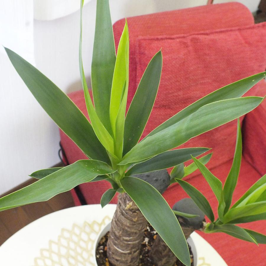 敬老の日 ユッカ 6号 アイボリープラスチック鉢 観葉植物 おしゃれ お祝い プレゼント ギフト 風水 種類一覧 鉢植え インテリア Ag 96 Okabe Green Jewery Plant 通販 Yahoo ショッピング