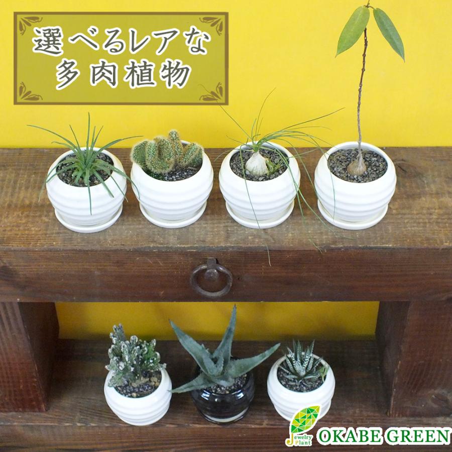 観葉植物 おしゃれ 室内 小さいレア 希少品種 多肉植物 3.5号 観葉植物 おしゃれ 室内 小さいレア 希少品種 多肉植物 3.5号
