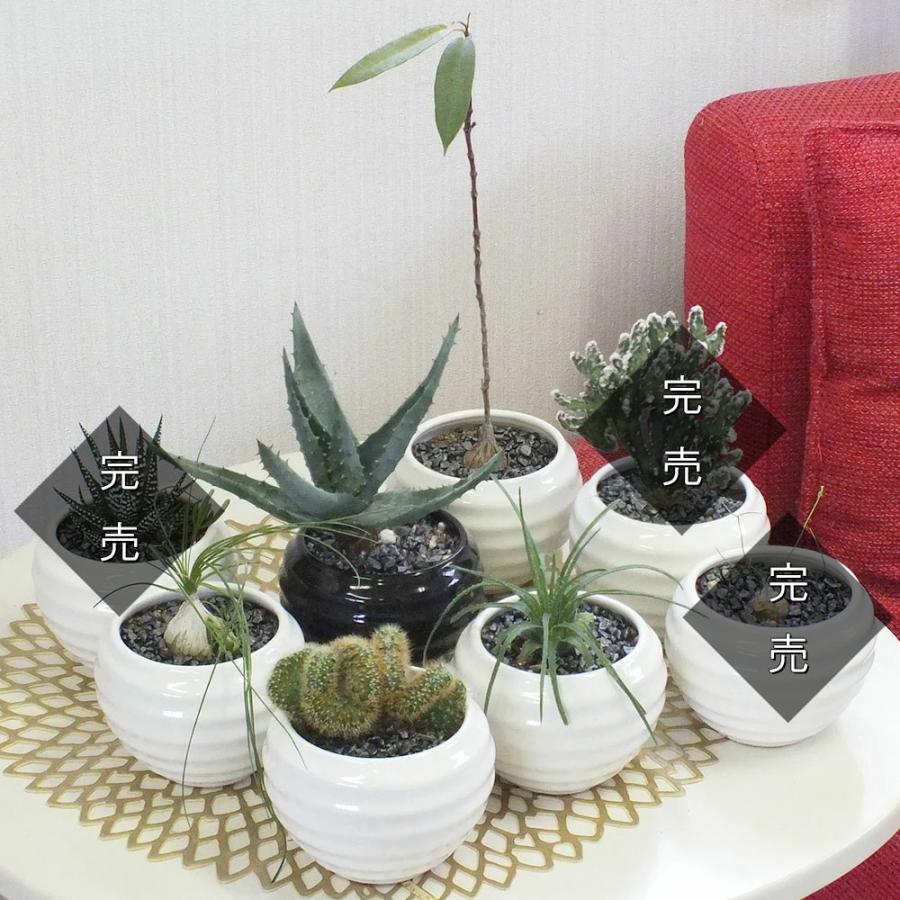 多肉植物セット 中型・小型鉢*4 送料無料]多肉植物15株セット（7.5cmポット） の通販 | 園芸ネット