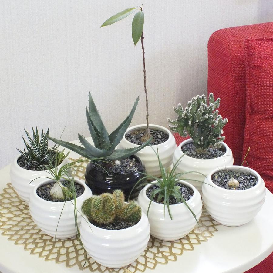 観葉植物 おしゃれ 室内 小さいレア 希少品種 多肉植物 3.5号 白黒陶器