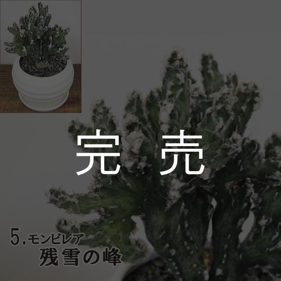 観葉植物 おしゃれ 室内 小さいレア 希少品種 多肉植物 3.5号 観葉植物 おしゃれ 室内 小さいレア 希少品種 多肉植物 3.5号