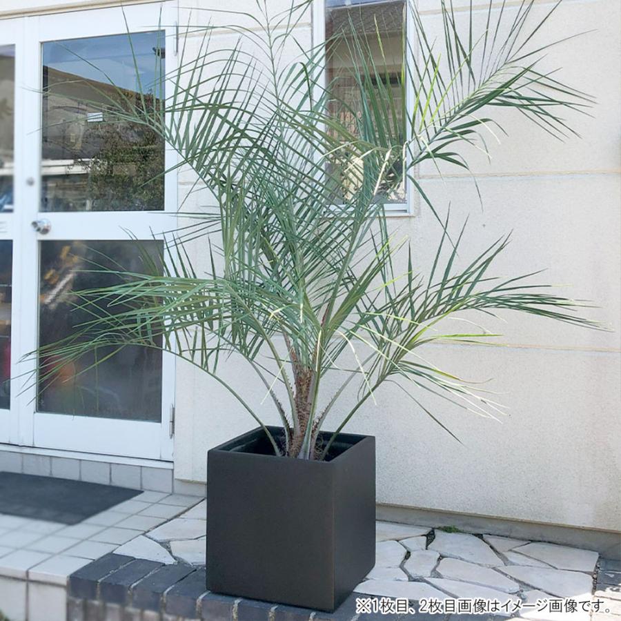 観葉植物 おしゃれ 大型 本物 屋外 ココスヤシ 10号 選べる樹形