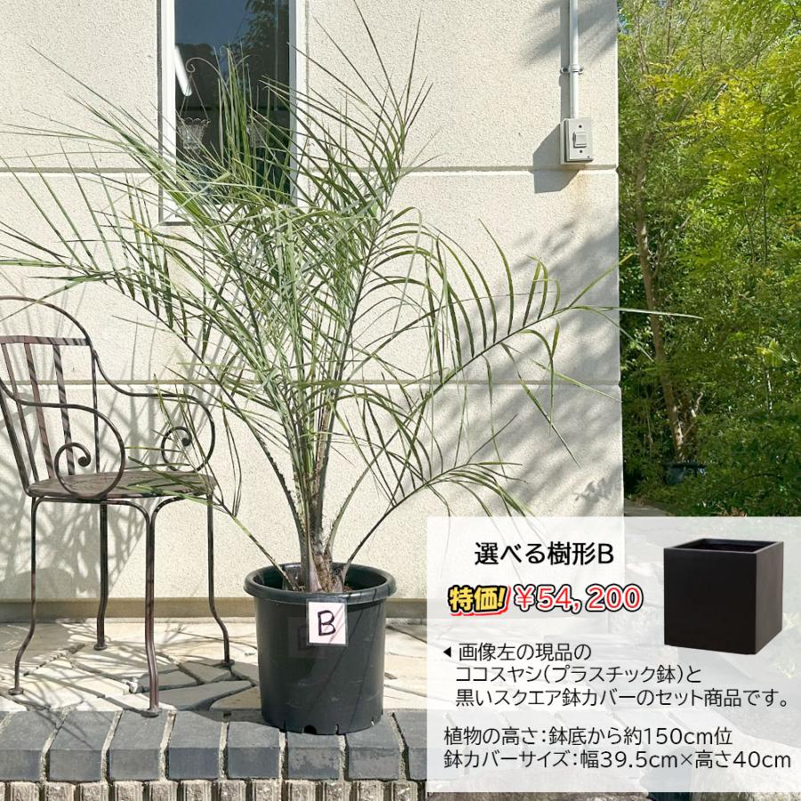 観葉植物 大型 屋外 ココスヤシ 10号 選べる樹形 エイリアス キューブ 鉢直径40cm 現品 お祝い ロックガーデン 地植え プレゼント 開店祝 新築祝い 送料無料｜okabegreen｜06