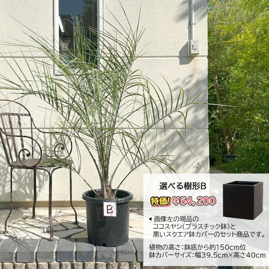 観葉植物 おしゃれ 大型 本物 屋外 ココスヤシ 10号 選べる樹形 観葉植物 おしゃれ 大型 本物 屋外 ココスヤシ 10号 選べる樹形