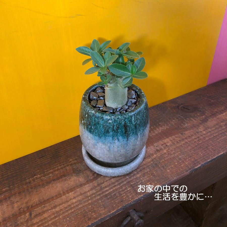 観葉植物 おしゃれ アデニウム アラビカム 4号 受皿付 現品 選べる樹形