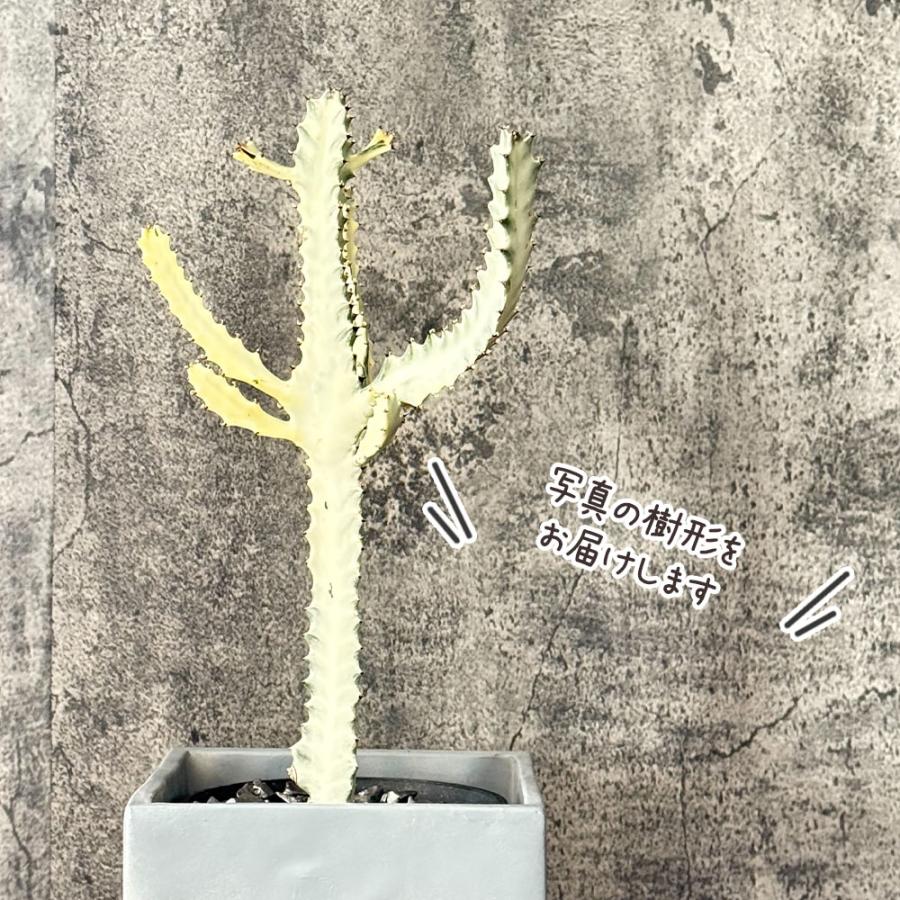 観葉植物 おしゃれ ユーフォルビア ホワイトゴースト 現品 セメント器