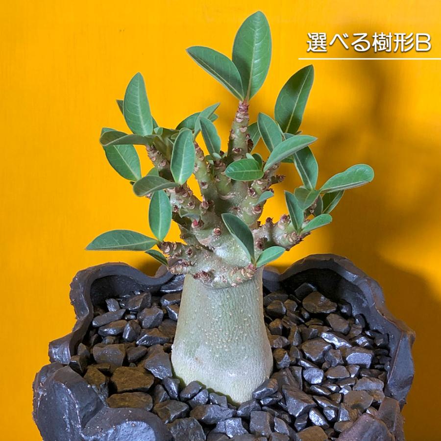 観葉植物 おしゃれ アデニウム アラビカム 4号 受皿付 現品 選べる樹形