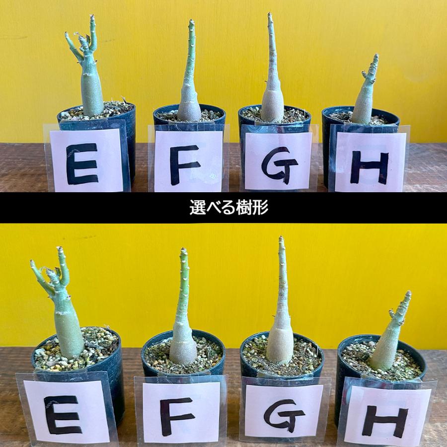 観葉植物 アデニウム オベスム 選べる樹形 【現品】 ３号 黒プラ鉢 受皿付 塊根植物 多肉植物 おしゃれ 開店祝い 鉢植え 人気 誕生日 プレゼント 送料無料 [黒2]｜okabegreen｜03