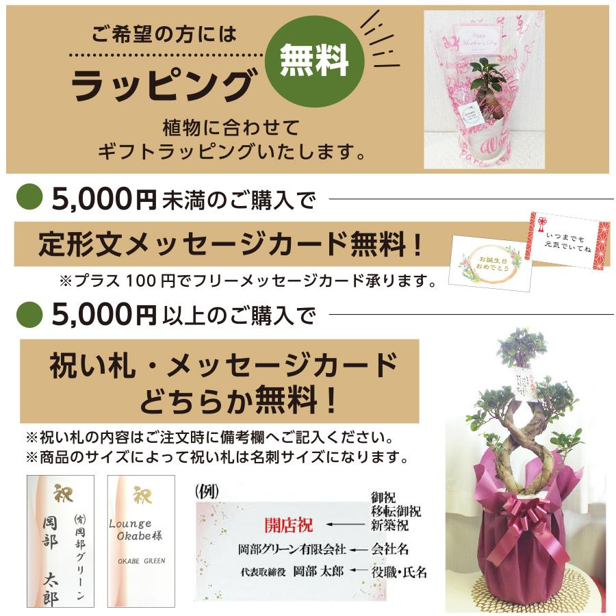 観葉植物 アデニウム オベスム 選べる樹形 【現品】 ３号 黒プラ鉢 受皿付 塊根植物 多肉植物 おしゃれ 開店祝い 鉢植え 人気 誕生日 プレゼント 送料無料 [黒2]｜okabegreen｜04