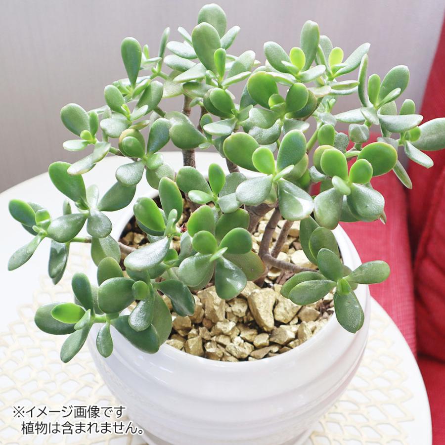 観葉植物 化粧石 デコジャリ 大粒 400g 選べる ブラック ゴールド 黒