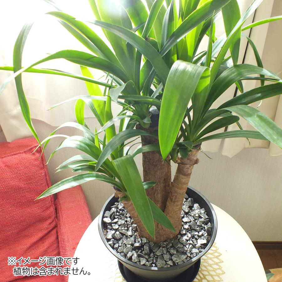 観葉植物 化粧石 デコジャリ 大粒 400g 選べる ブラック ゴールド 黒