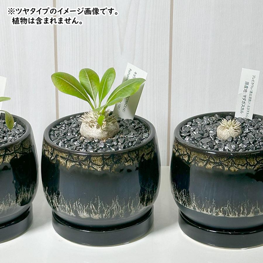 観葉植物  化粧石 デコジャリ 小粒 400g 選べる ブラック ゴールド 黒 金 ツヤ マット ツヤなし 飾り石 瓦 化粧砂利 マルチング 鉢植え [植え替えオプション] |  | 01