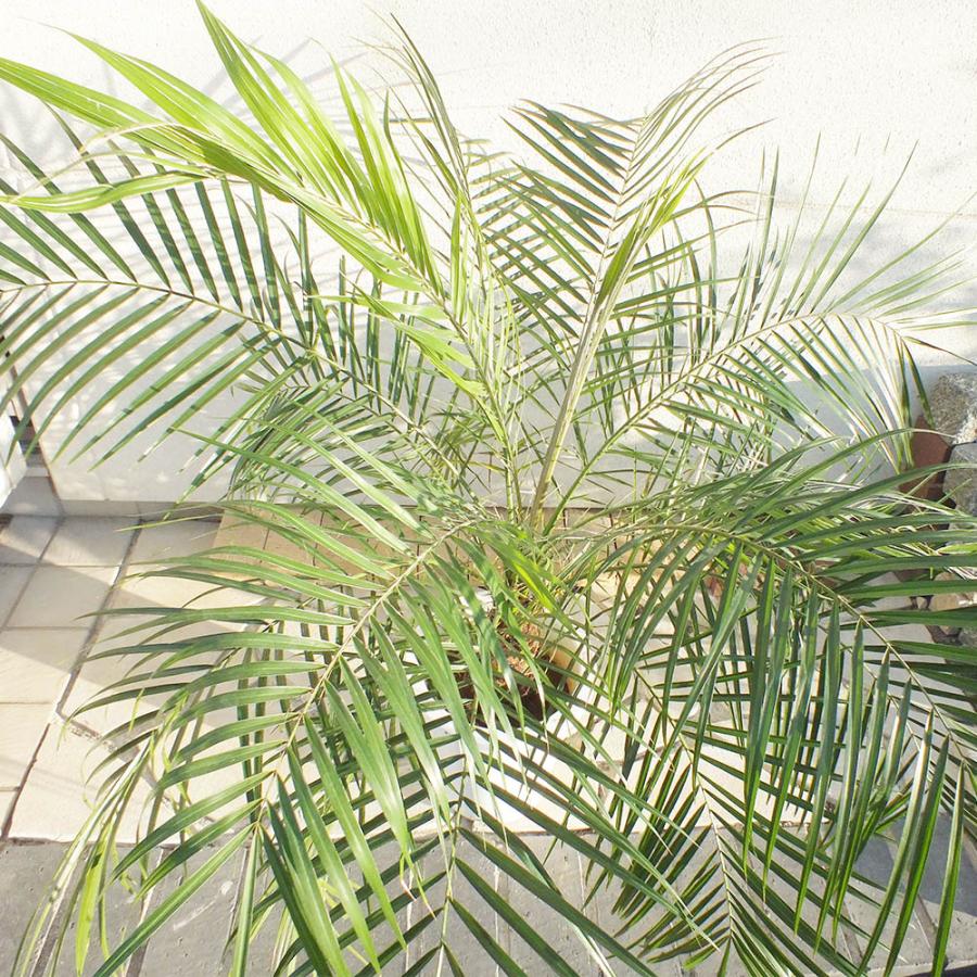 観葉植物 おしゃれ 大型 本物 フェニックス ロベレニー 8号 白プラ鉢