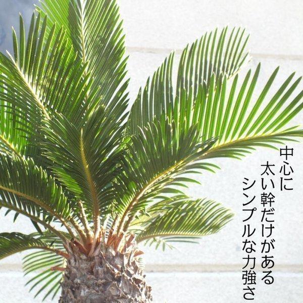 ソテツ 10号 蘇鉄 黒セラアート鉢 観葉植物 おしゃれ お祝い プレゼント ギフト風水 種類一覧 大型 お中元 敬老の日 Be 5 Okabe Green Jewery Plant 通販 Yahoo ショッピング