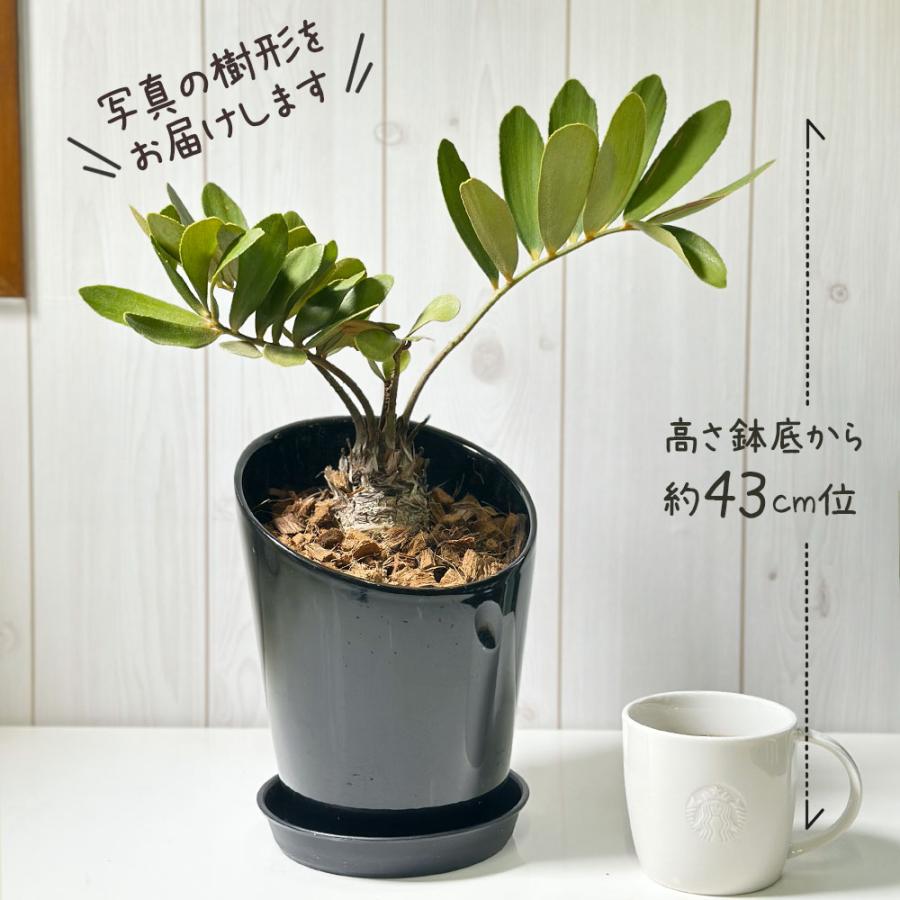 観葉植物 メキシコ ソテツ ザミア フルフラケア 現品 6号 黒陶器鉢