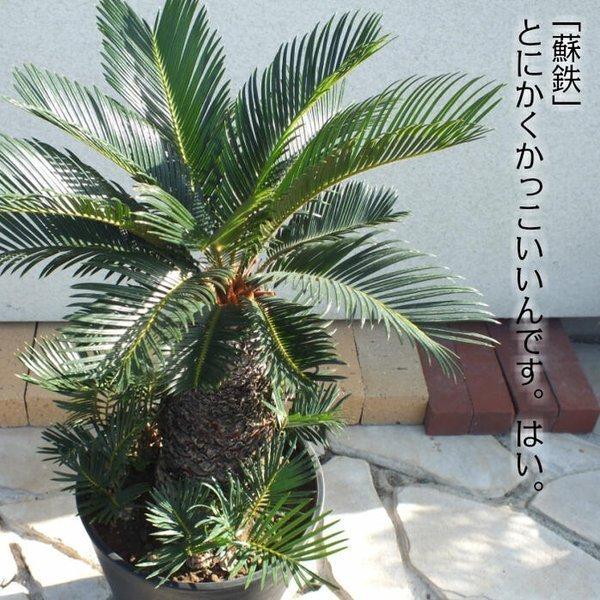 ソテツ 10号 蘇鉄 黒セラアート鉢 観葉植物 おしゃれ お祝い プレゼント ギフト 風水 種類一覧 大型 敬老の日 Be 5 Okabe Green Jewery Plant 通販 Yahoo ショッピング