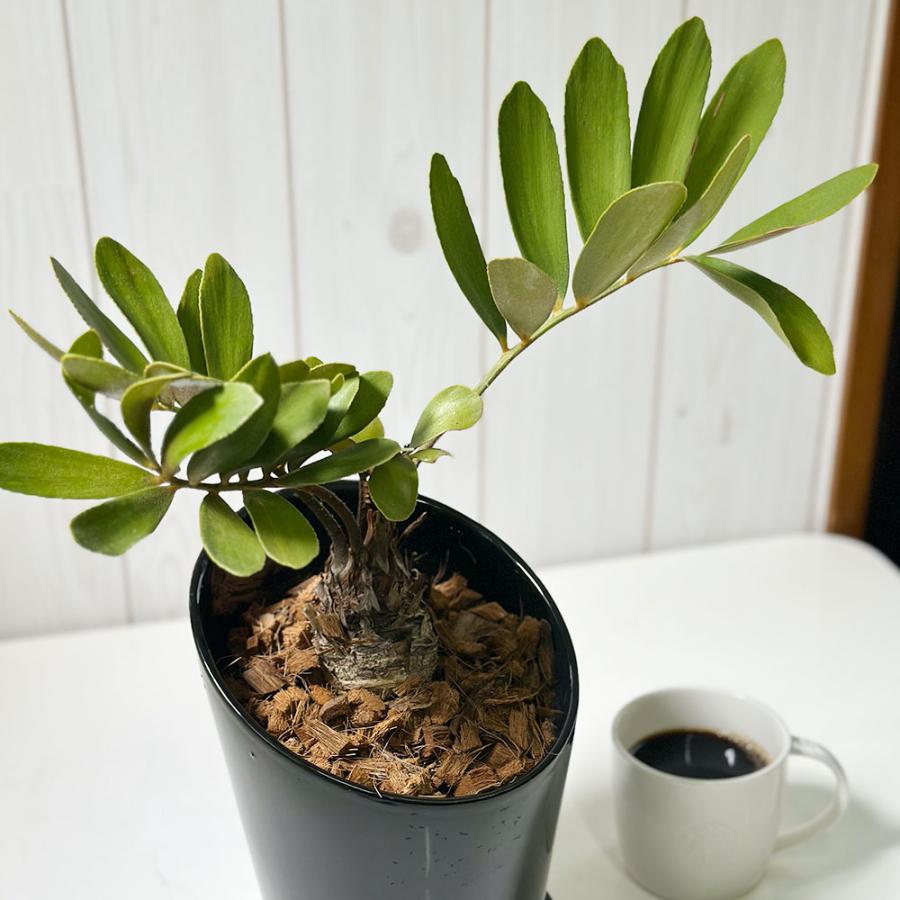 観葉植物 メキシコ ソテツ ザミア フルフラケア 現品 6号 黒陶器鉢