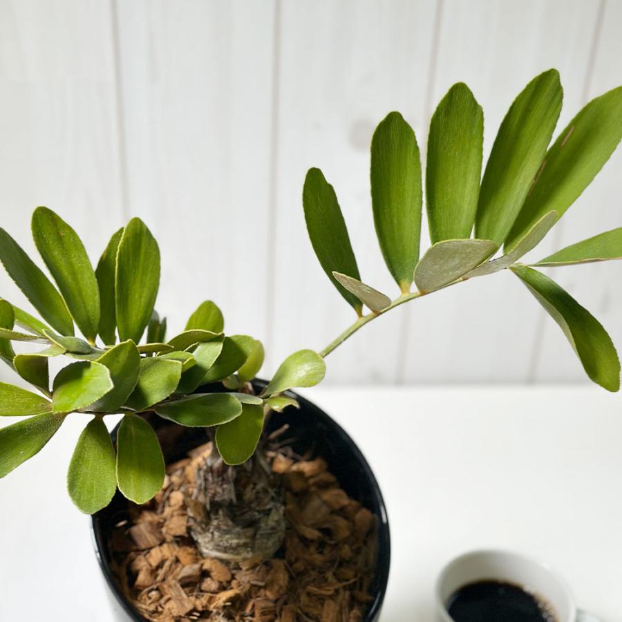 観葉植物 メキシコ ソテツ ザミア フルフラケア 現品 6号 黒陶器鉢