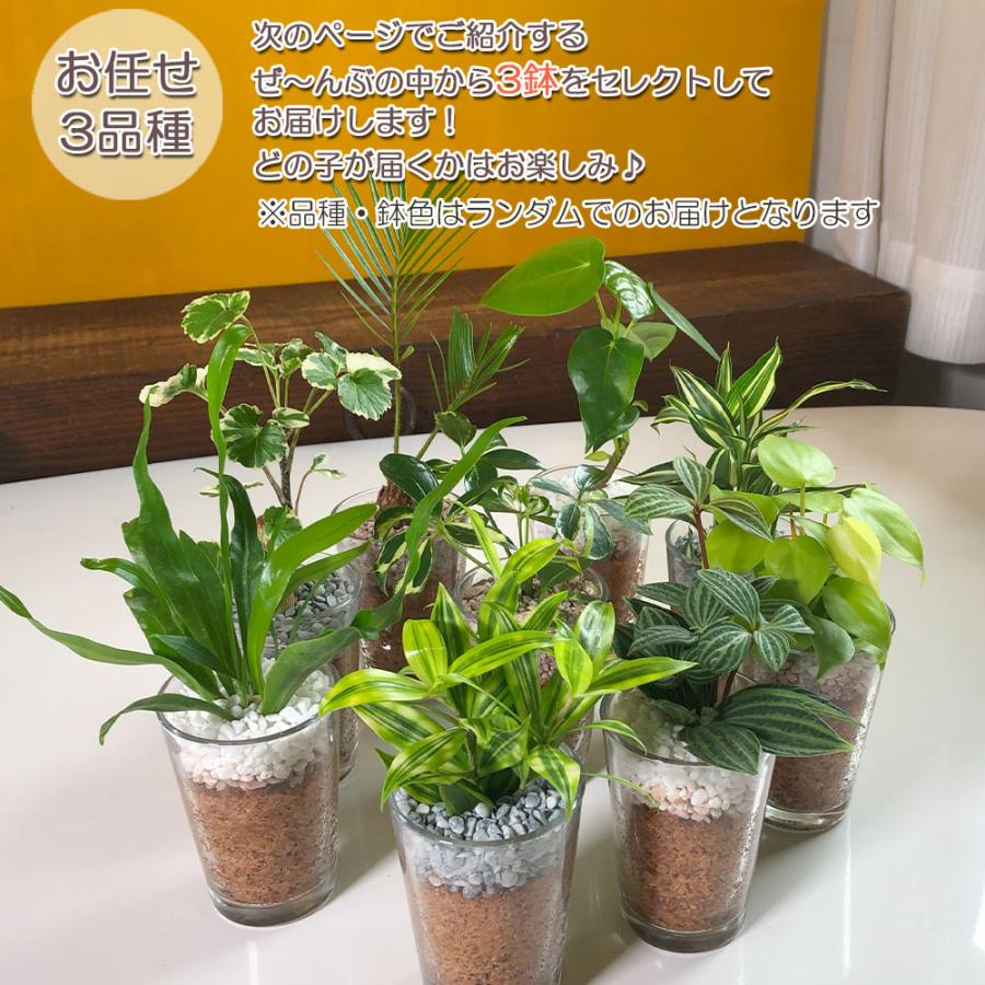 ハイドロカルチャー 観葉植物 土なし おしゃれ 福袋 お任せ3種セット