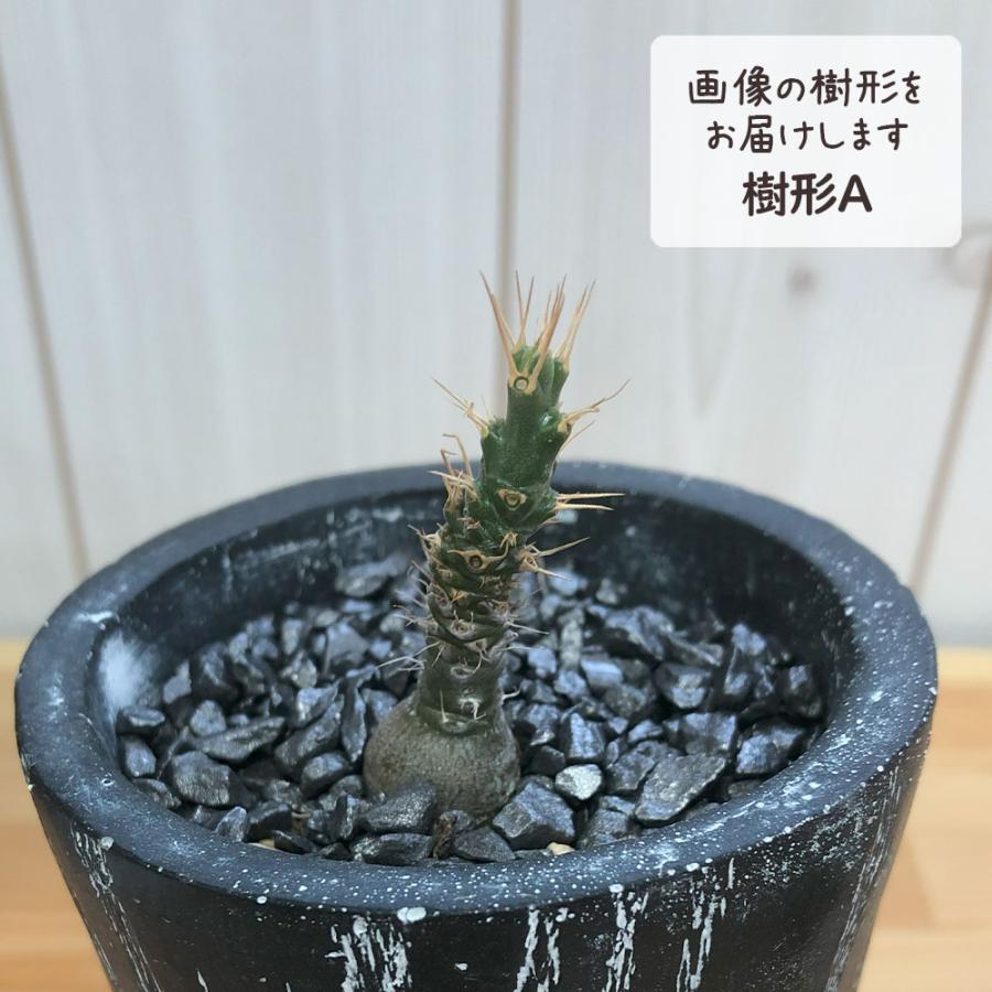 観葉植物 小さい パキポディウム サキュレンタム 選べる樹形 【現品