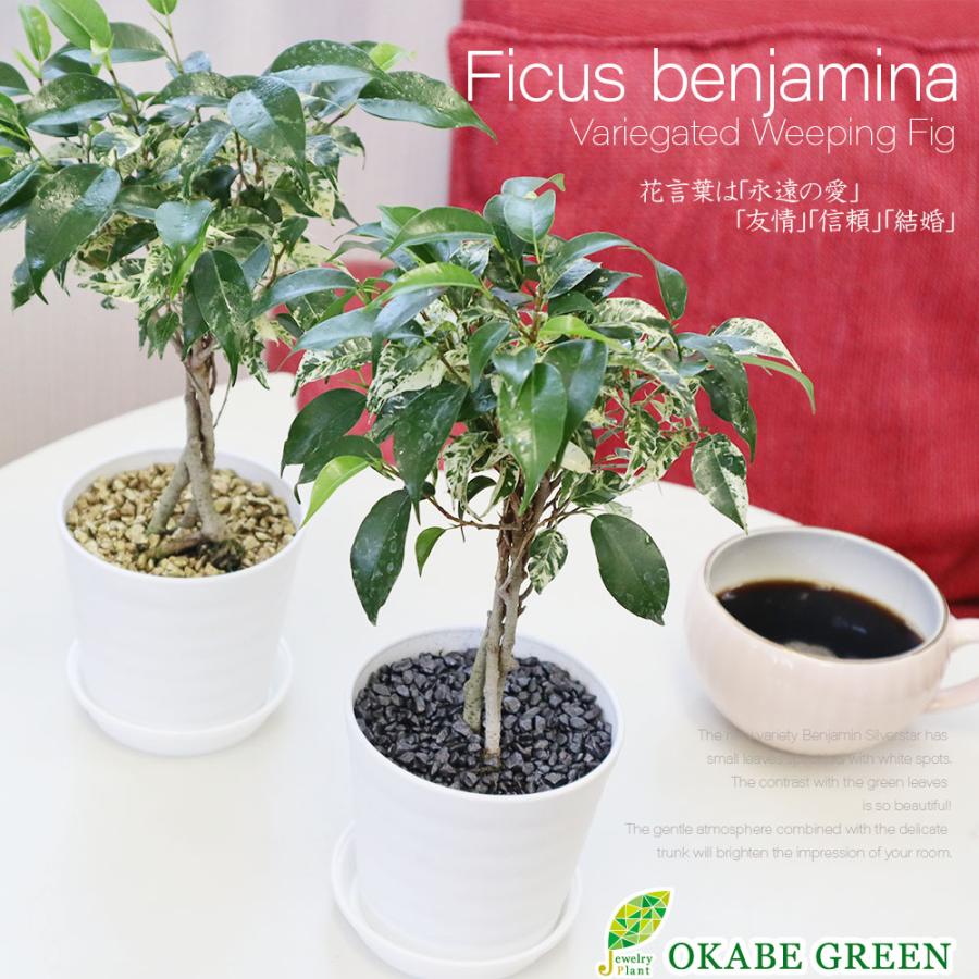 観葉植物 おしゃれ 室内 ベンジャミン シルバースター フィカス 観葉植物 おしゃれ 室内 ベンジャミン シルバースター フィカス